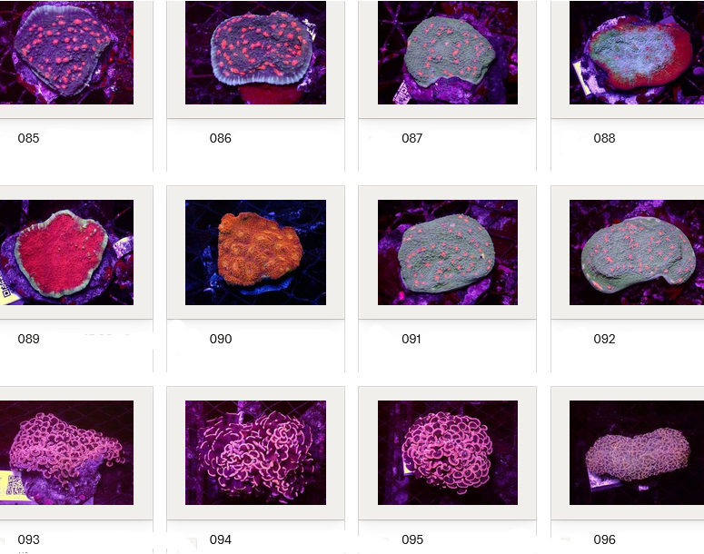 Kupang Corals