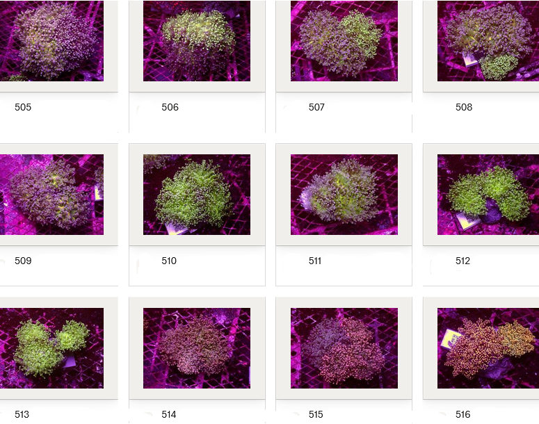 Kupang Corals