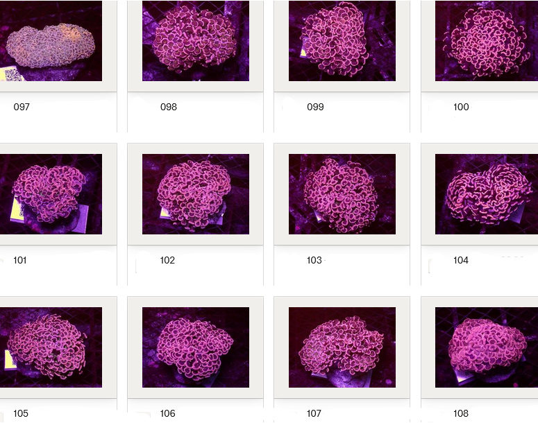 Kupang Corals