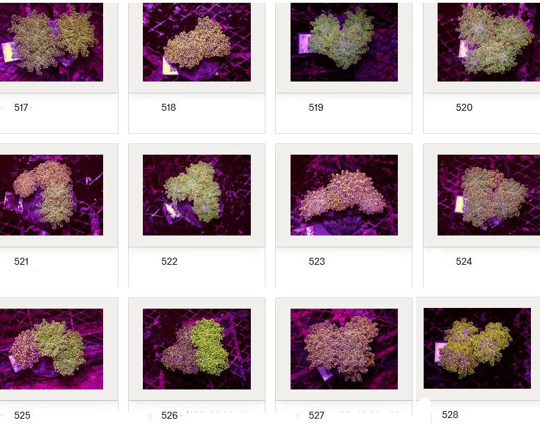 Kupang Corals