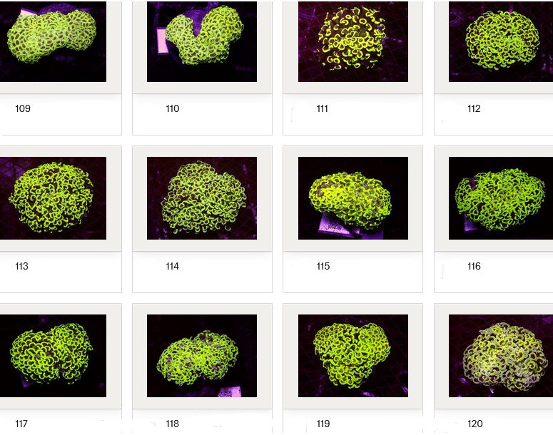 Kupang Corals