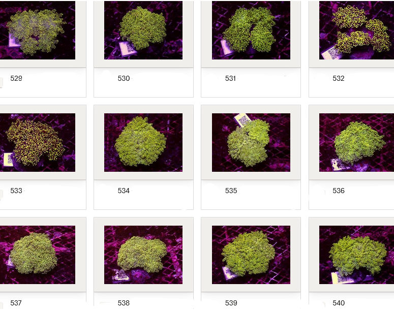 Kupang Corals