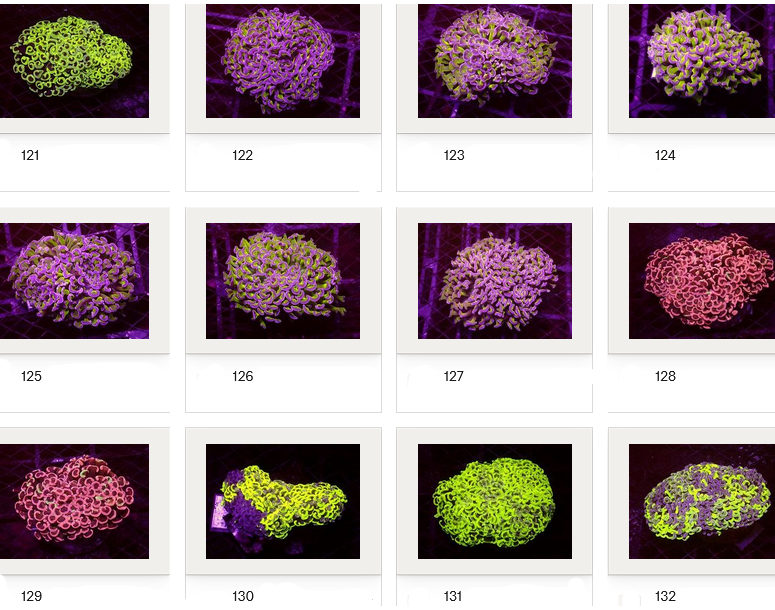 Kupang Corals