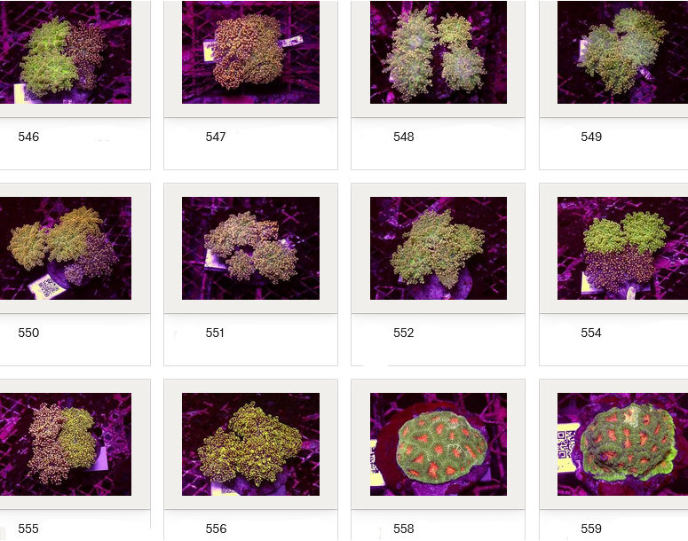 Kupang Corals