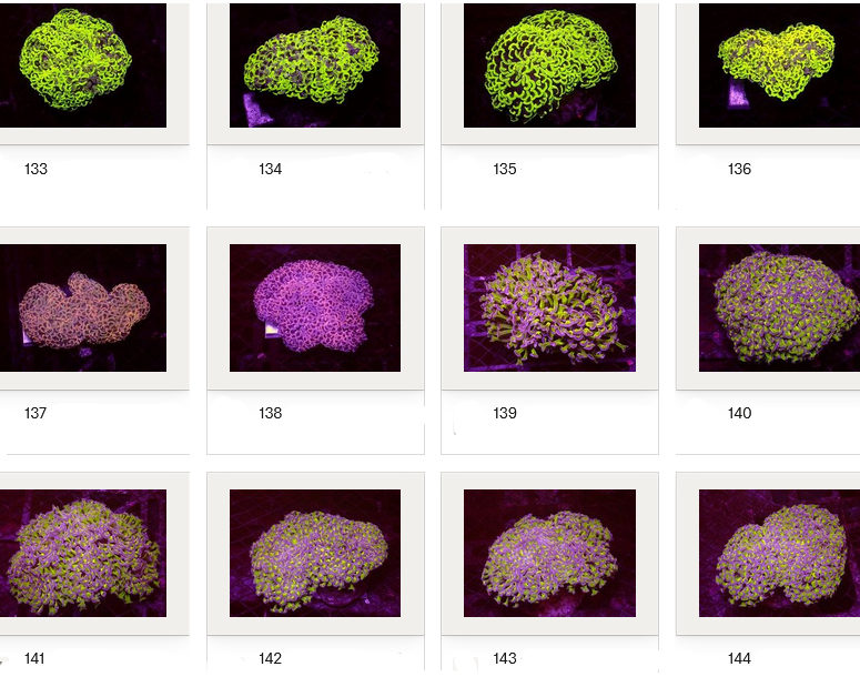 Kupang Corals