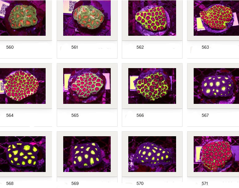 Kupang Corals
