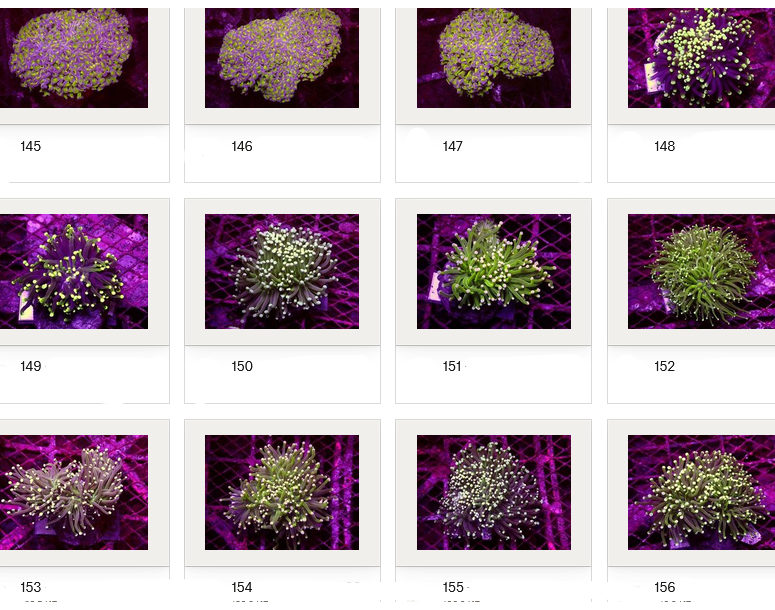 Kupang Corals