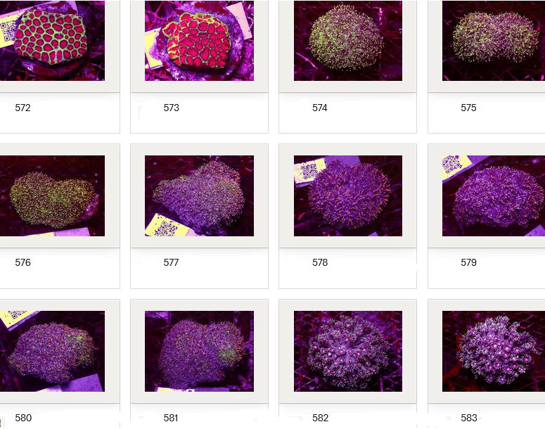 Kupang Corals