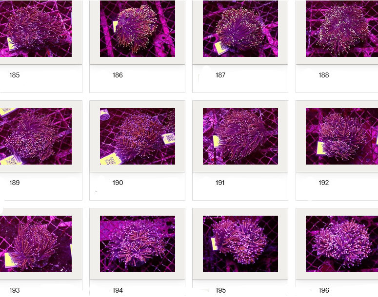 Kupang Corals
