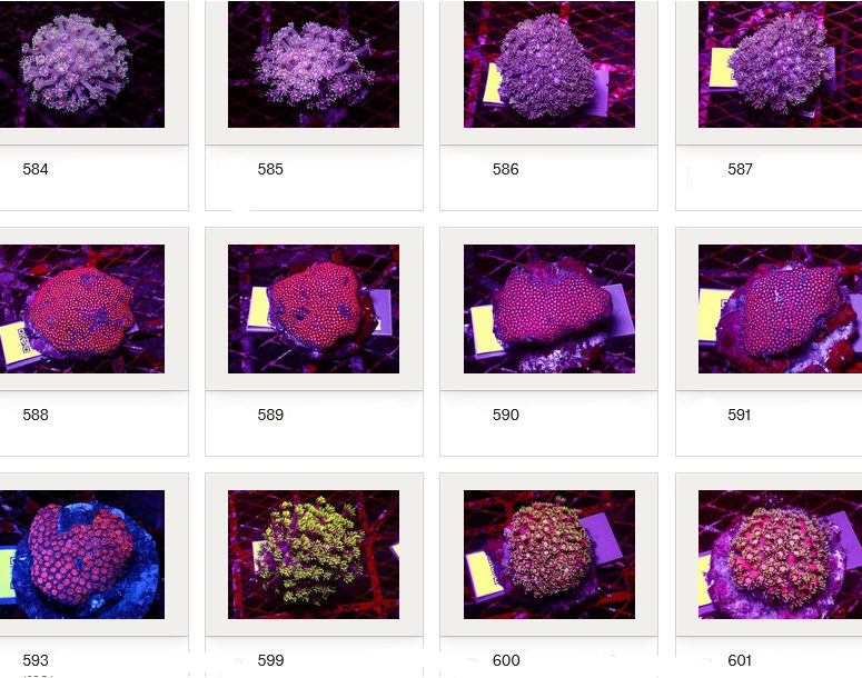 Kupang Corals
