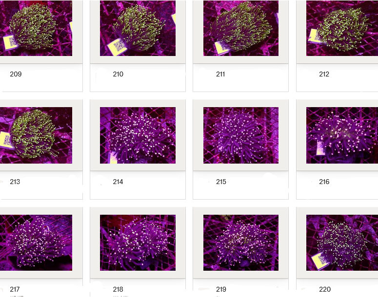 Kupang Corals