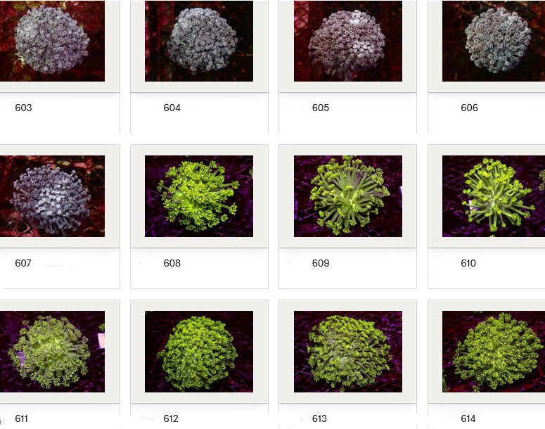 Kupang Corals
