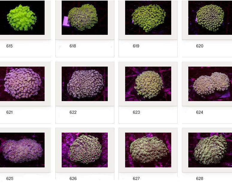 Kupang Corals