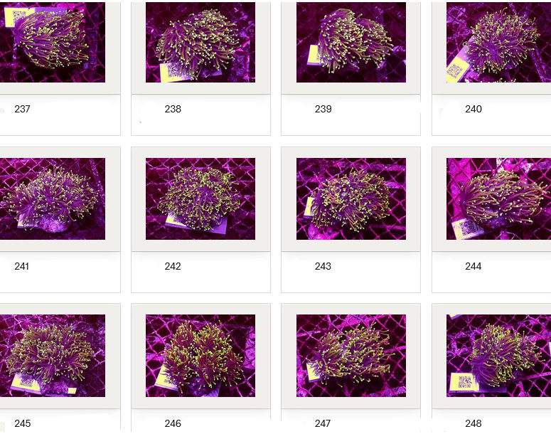 Kupang Corals