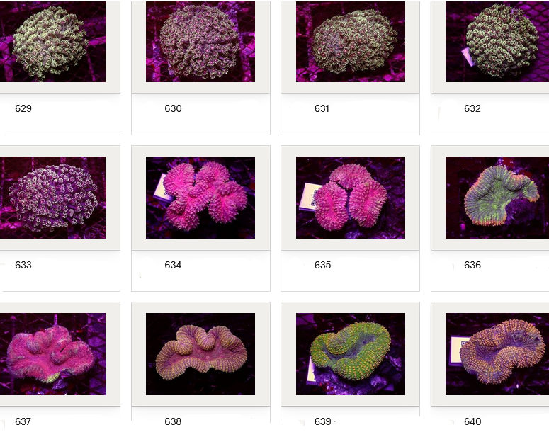 Kupang Corals