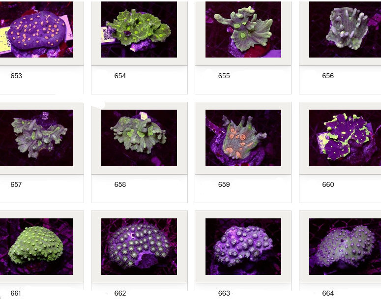 Kupang Corals