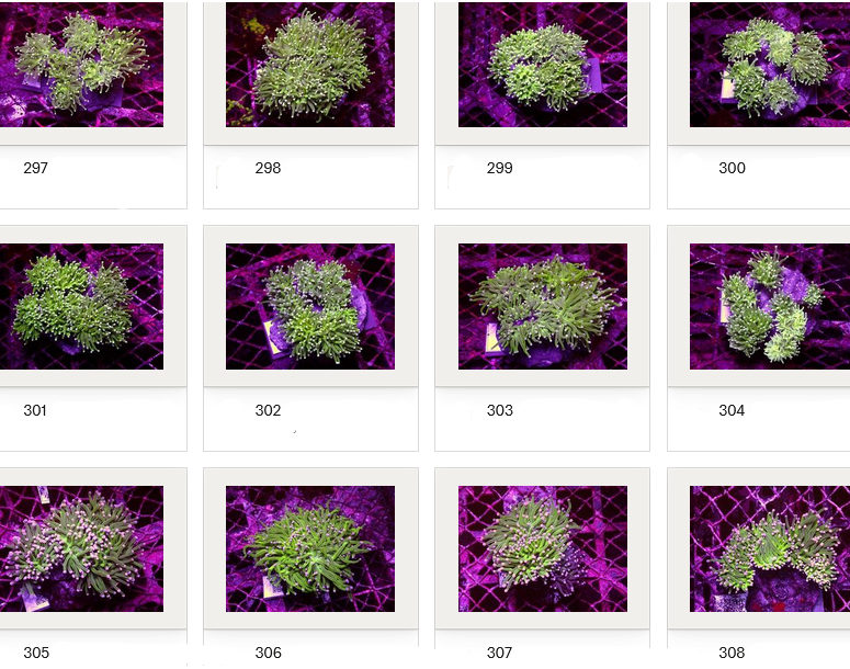 Kupang Corals