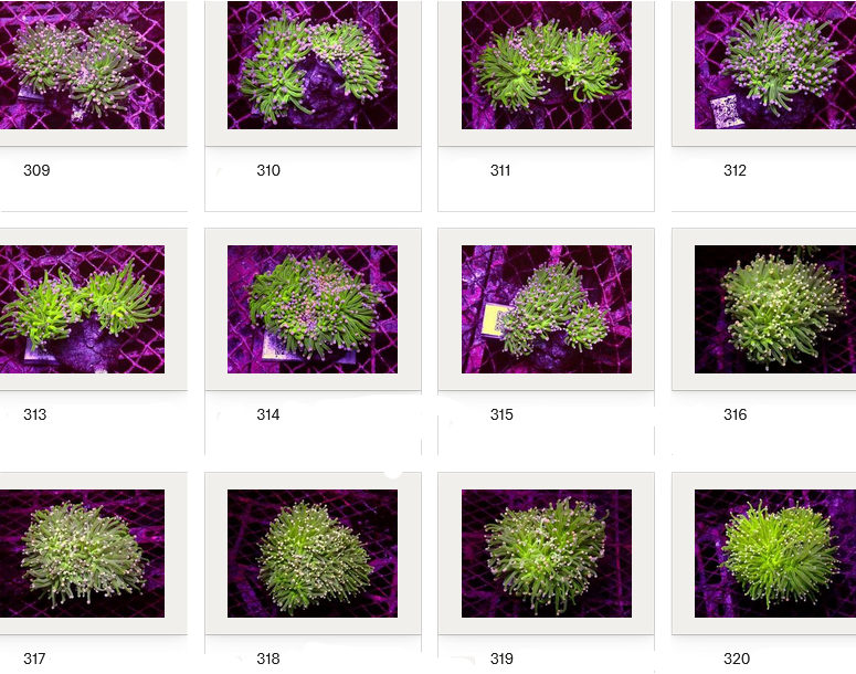 Kupang Corals