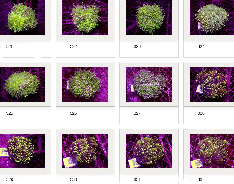 Kupang Corals