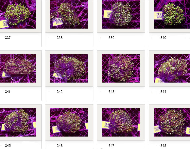 Kupang Corals