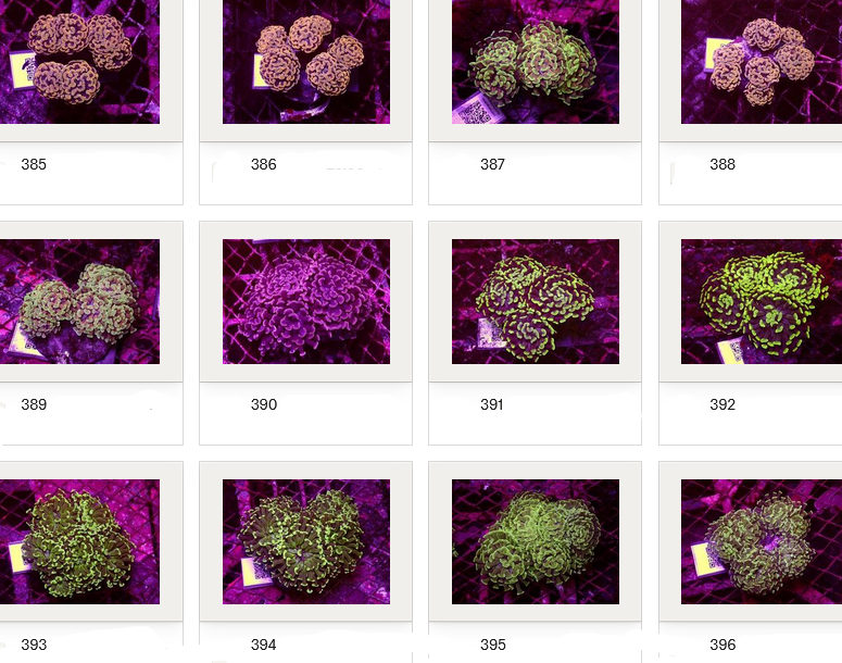 Kupang Corals
