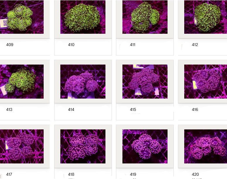 Kupang Corals