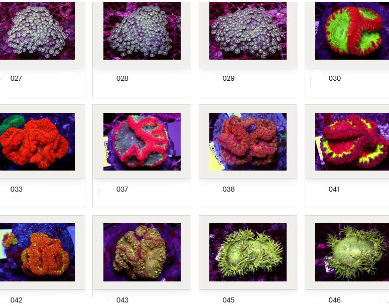 Kupang Corals