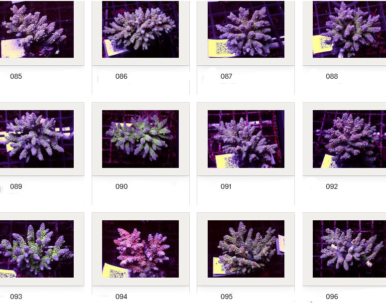 Kupang Acropora