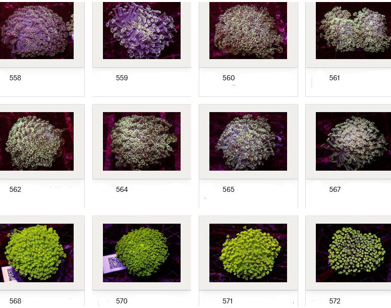 Kupang Corals