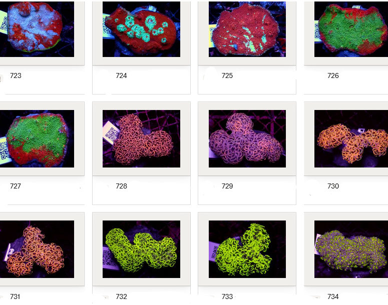Kupang Corals