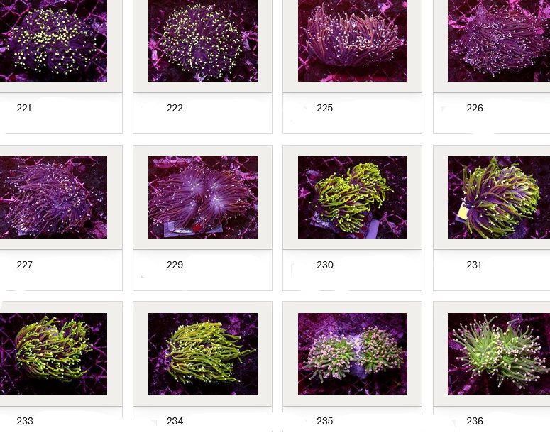 Kupang Corals