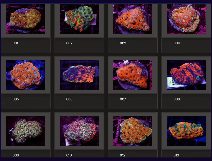 Kupang Corals