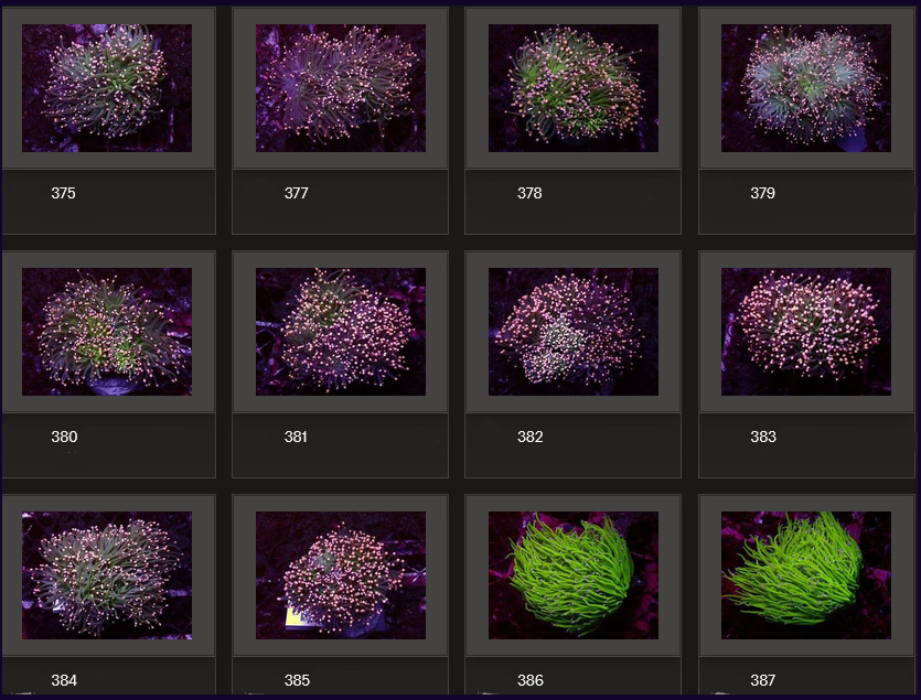 Kupang Corals