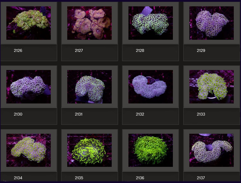 Kupang Corals