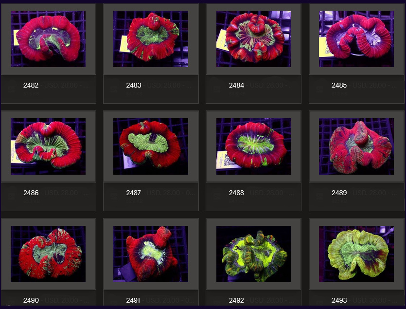Kupang Corals