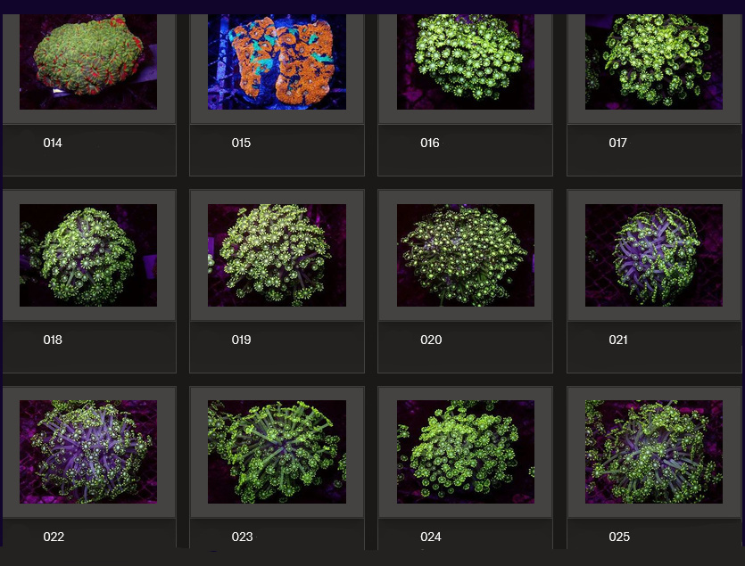 Kupang Corals