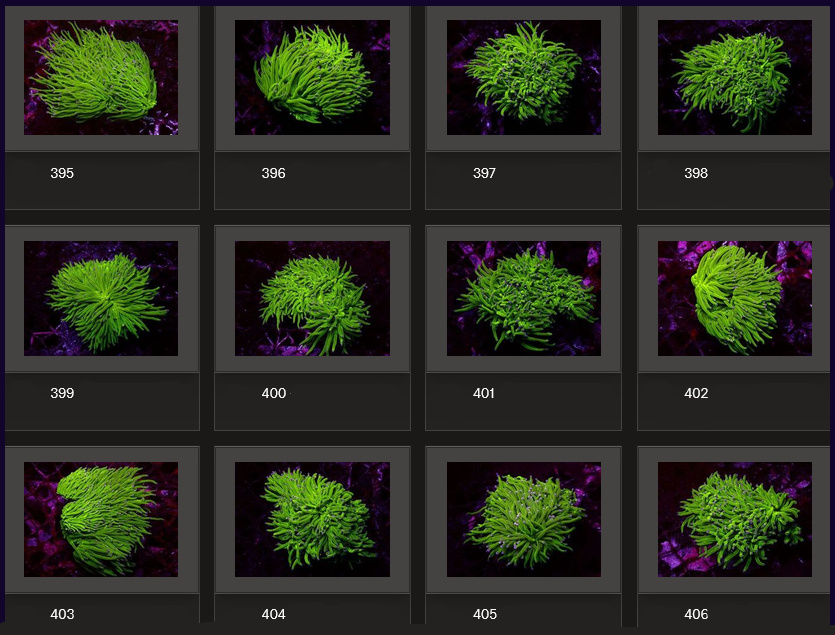 Kupang Corals
