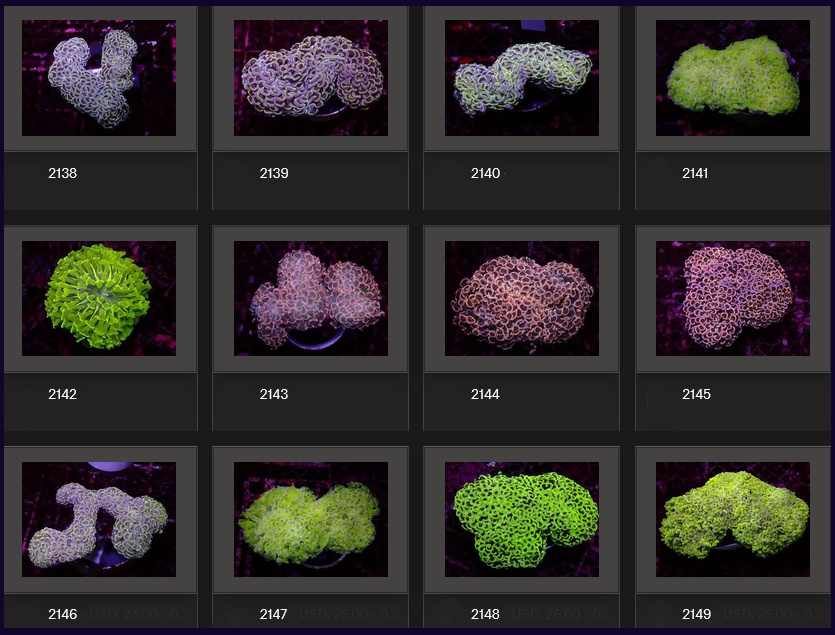 Kupang Corals