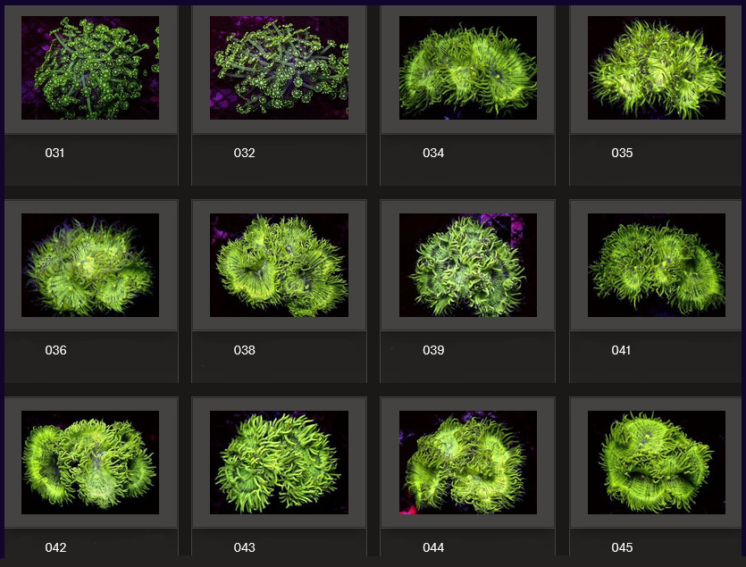 Kupang Corals