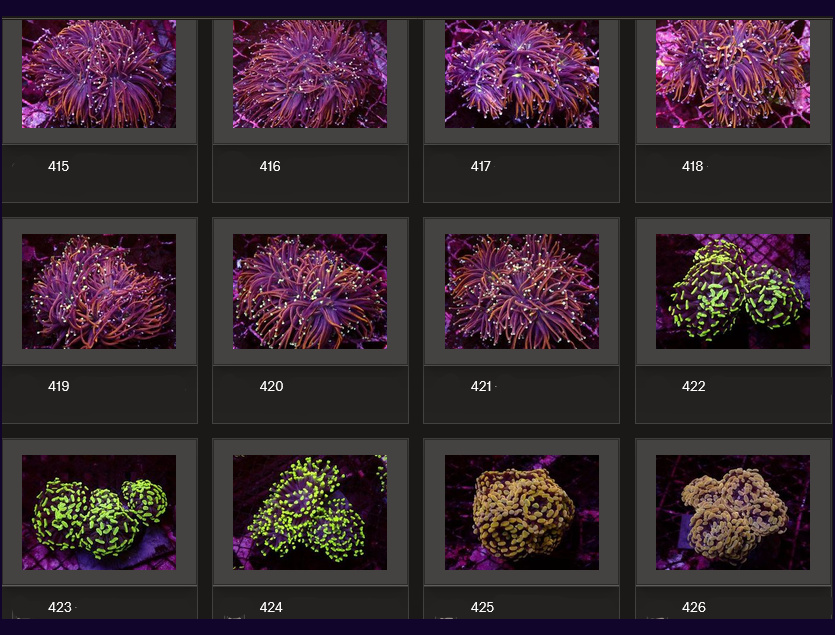 Kupang Corals