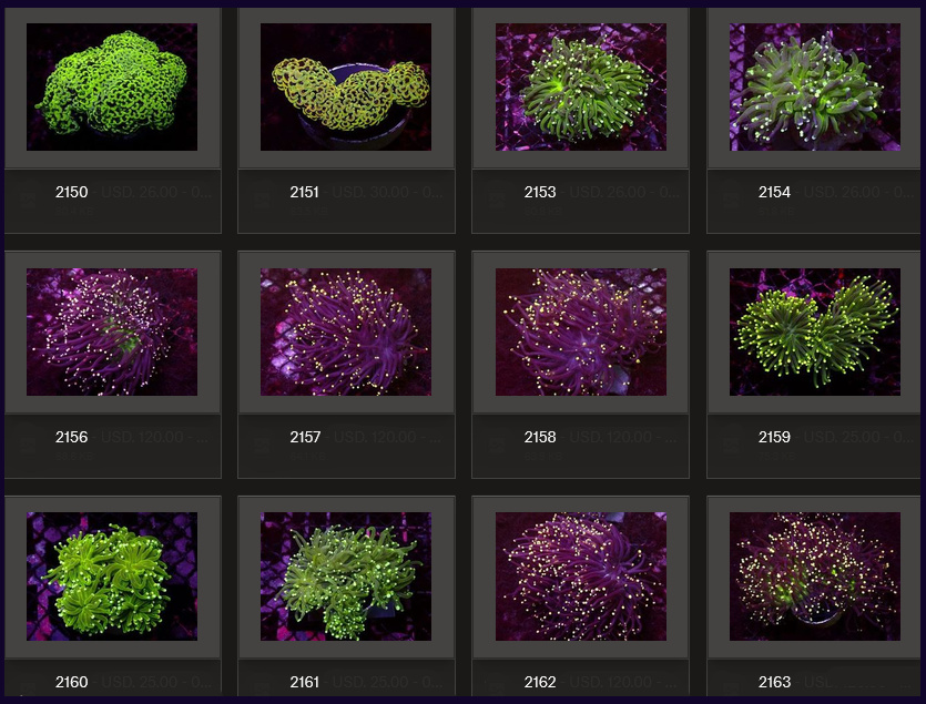 Kupang Corals