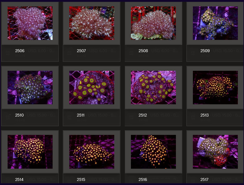 Kupang Corals