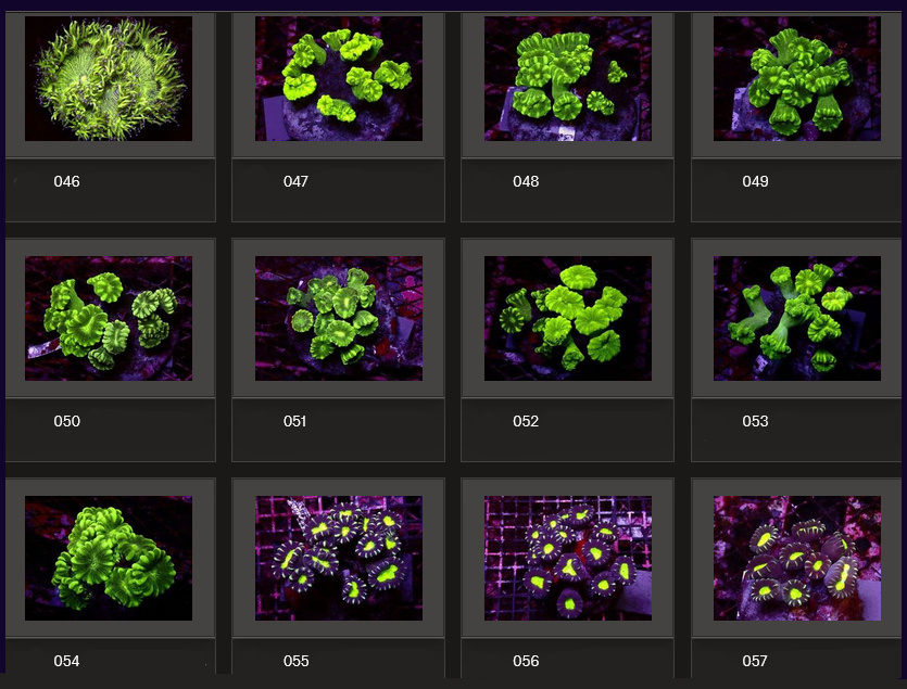 Kupang Corals
