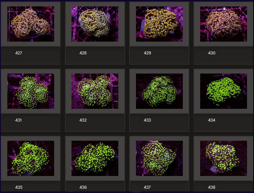 Kupang Corals