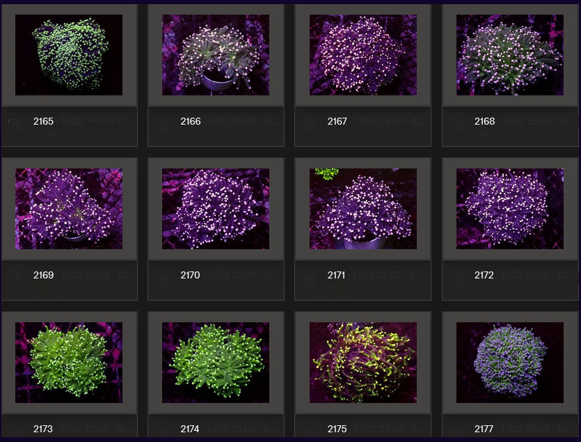 Kupang Corals