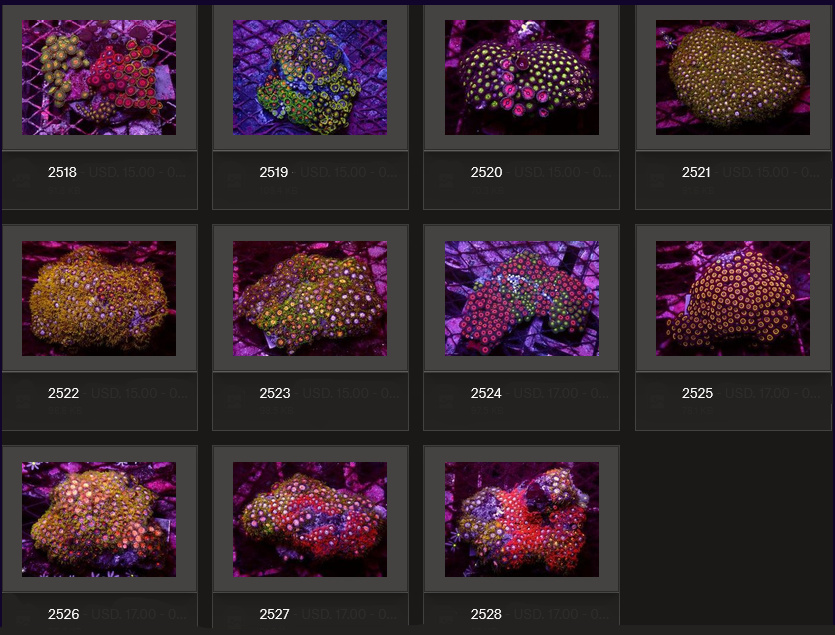 Kupang Corals