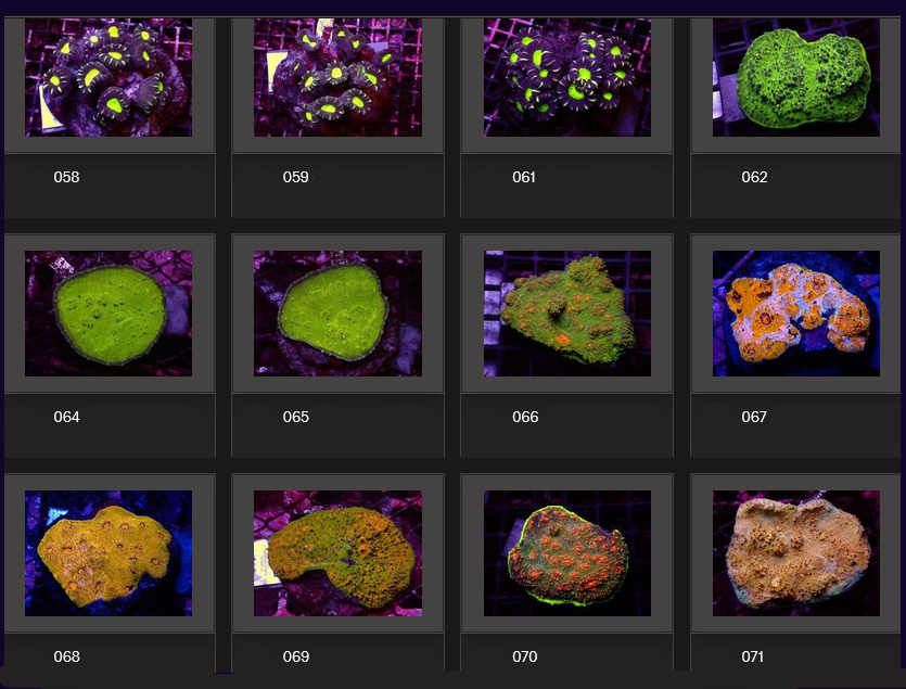 Kupang Corals