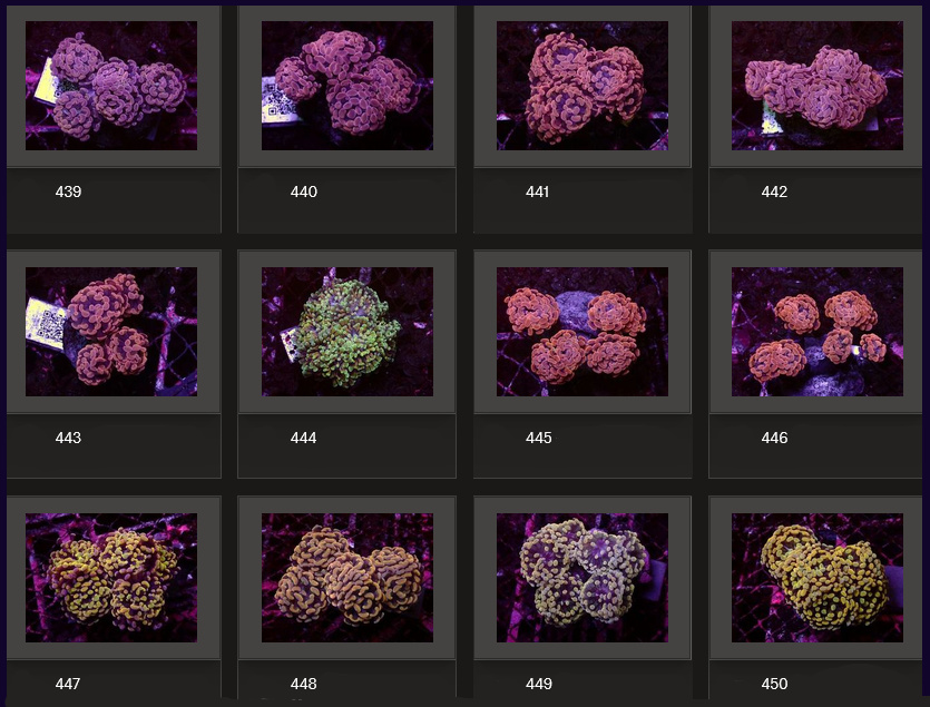 Kupang Corals