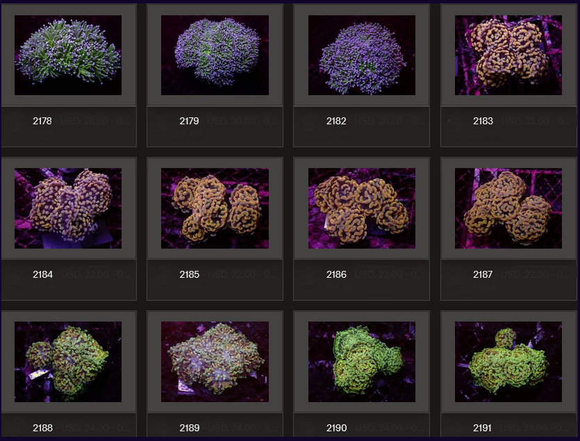 Kupang Corals