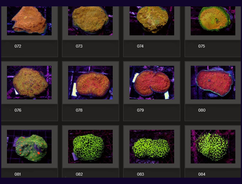 Kupang Corals